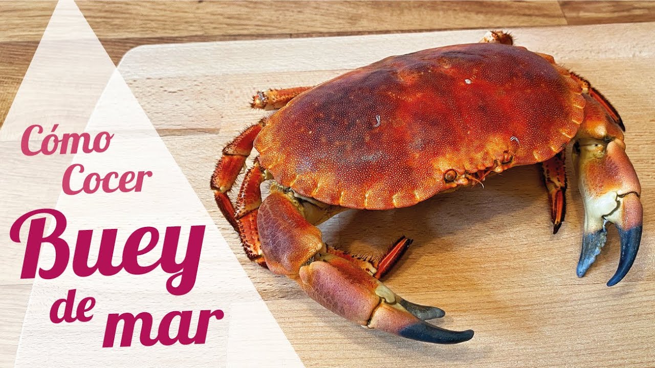 cocer buey de mar vivo tiempo