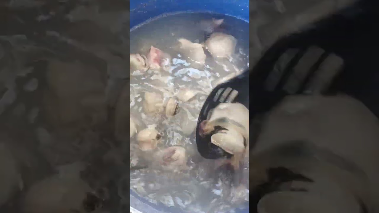 como cocer caracol de mar para que no quede duro