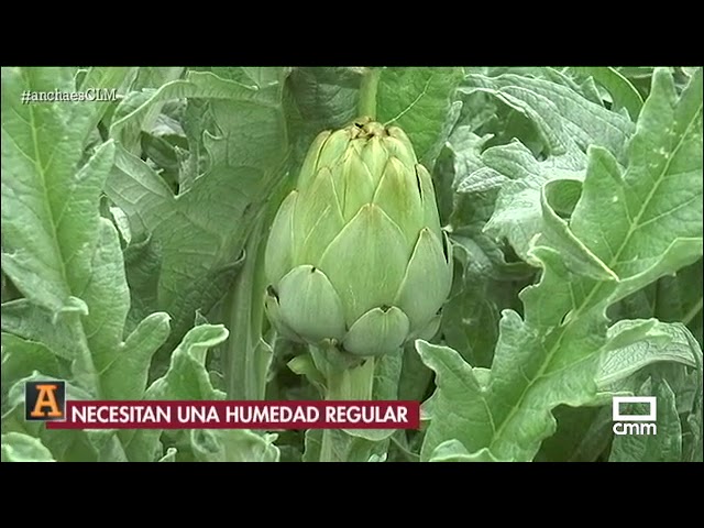cuando es la epoca de las alcachofas