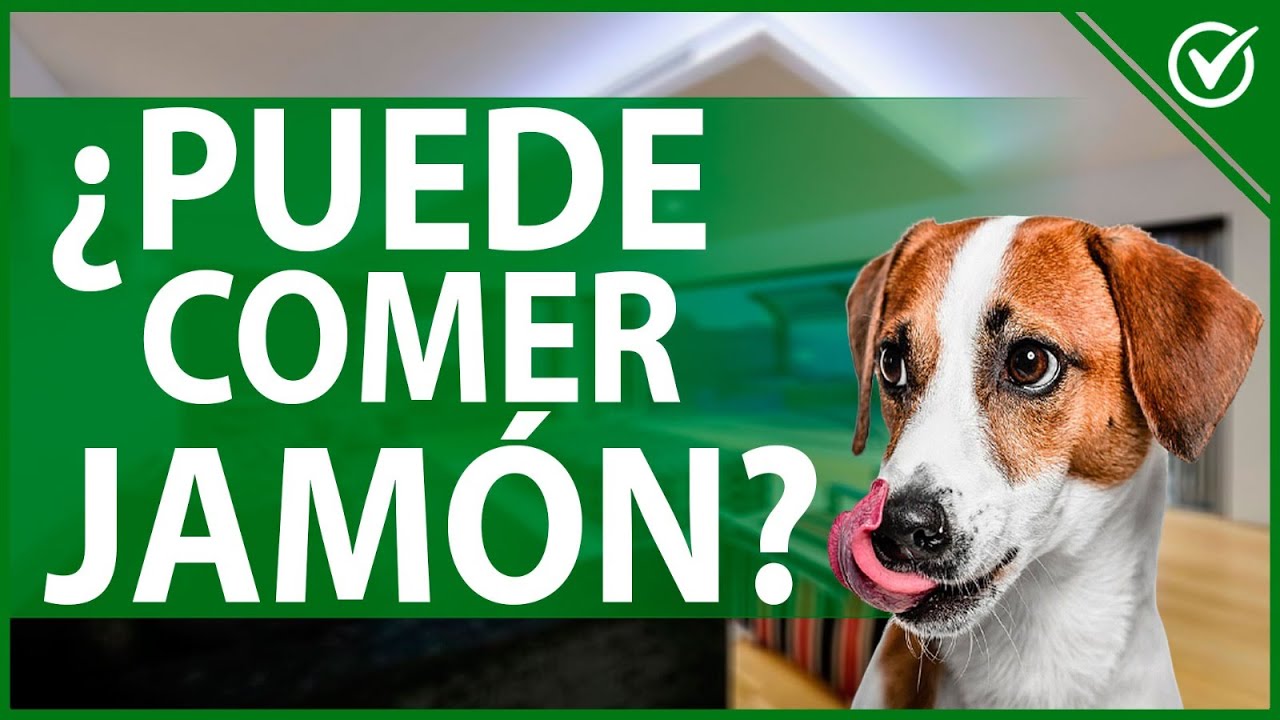 es bueno darle jamon a los perros