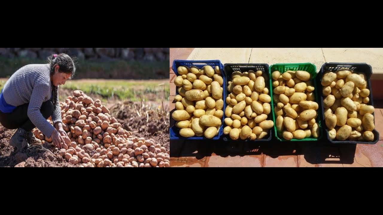 tierra de diatomeas para conservar patatas