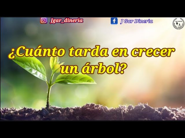 cuanto tarda en crecer un arbol