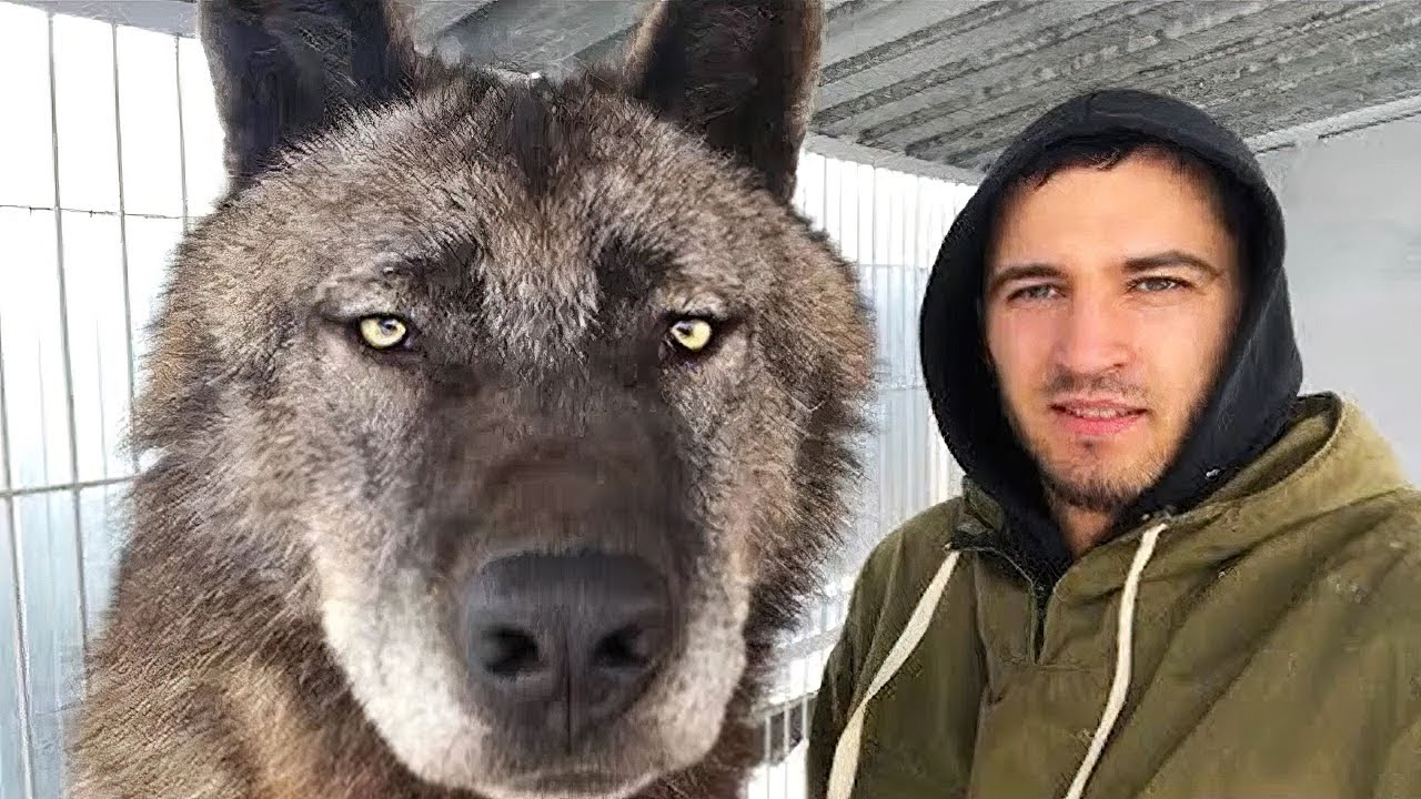 el lobo mas grande del mundo
