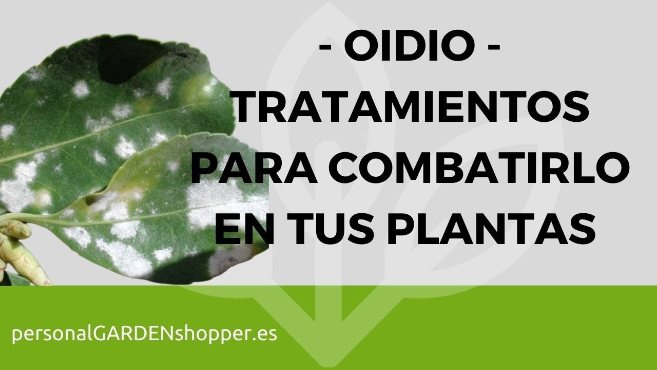manchas blancas en las hojas de las plantas