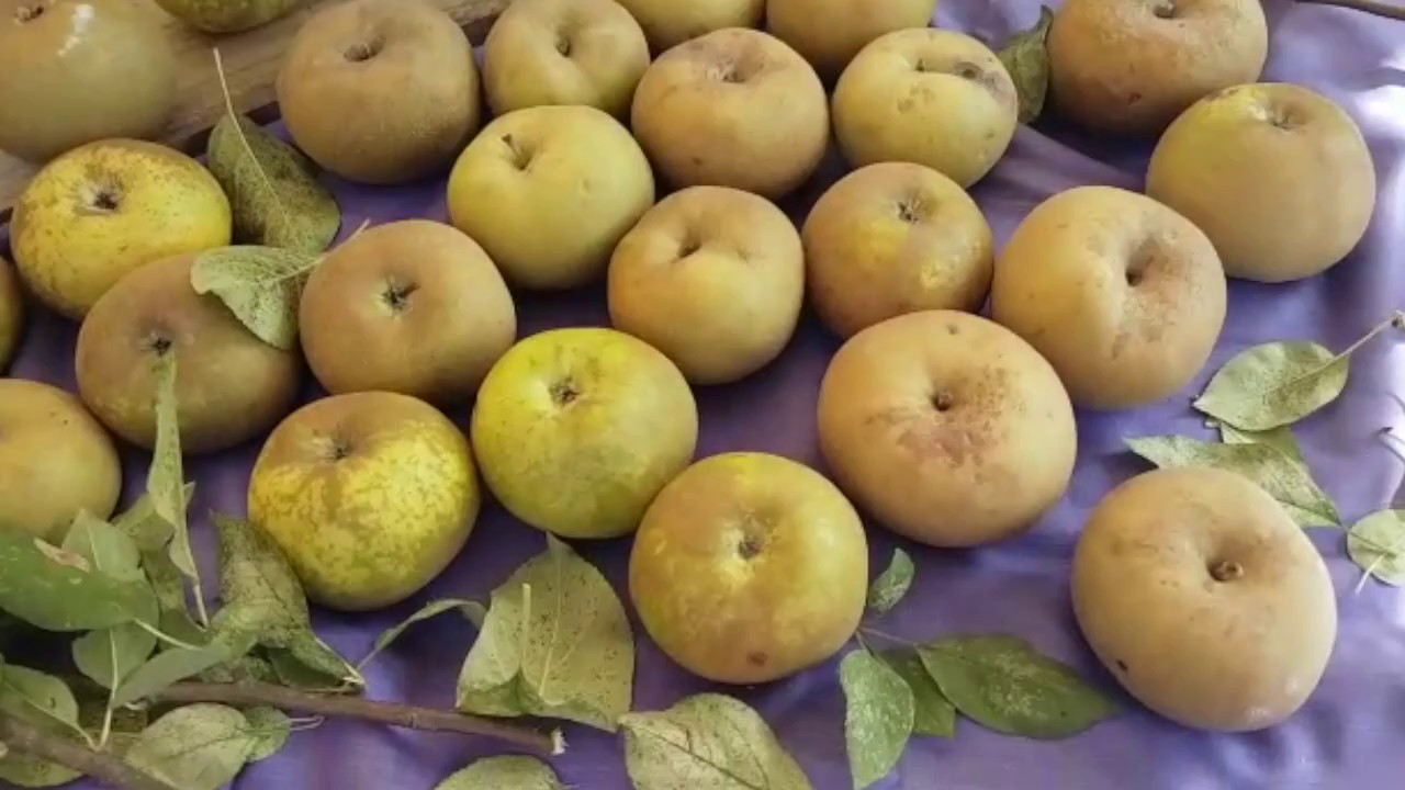 tarta de manzana reineta del bierzo