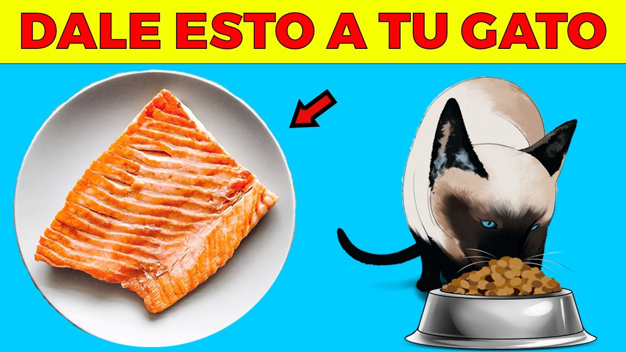 alimentos humanos que pueden comer los gatos