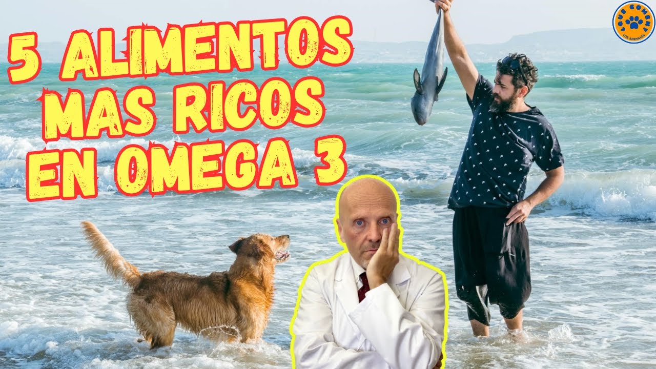 alimentos ricos en omega 3 y 6 para perros