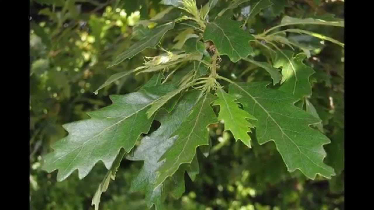 arbol de la familia de las fagaceas
