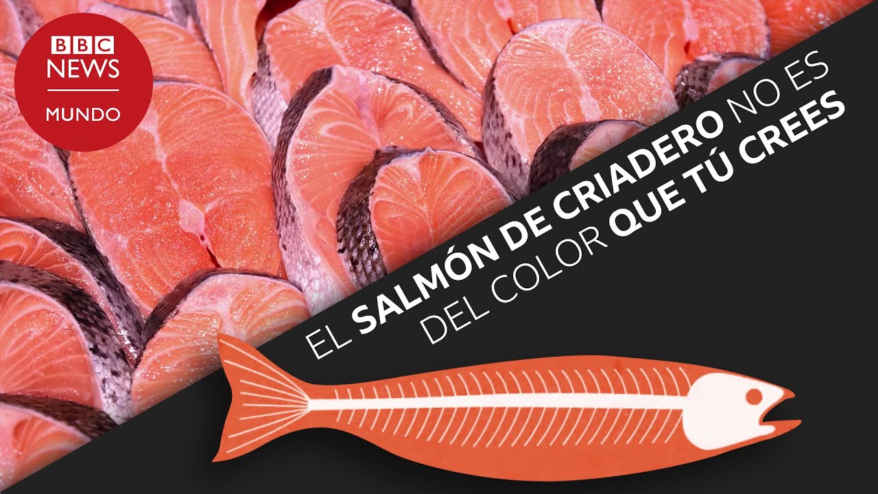 color de la carne del salmon