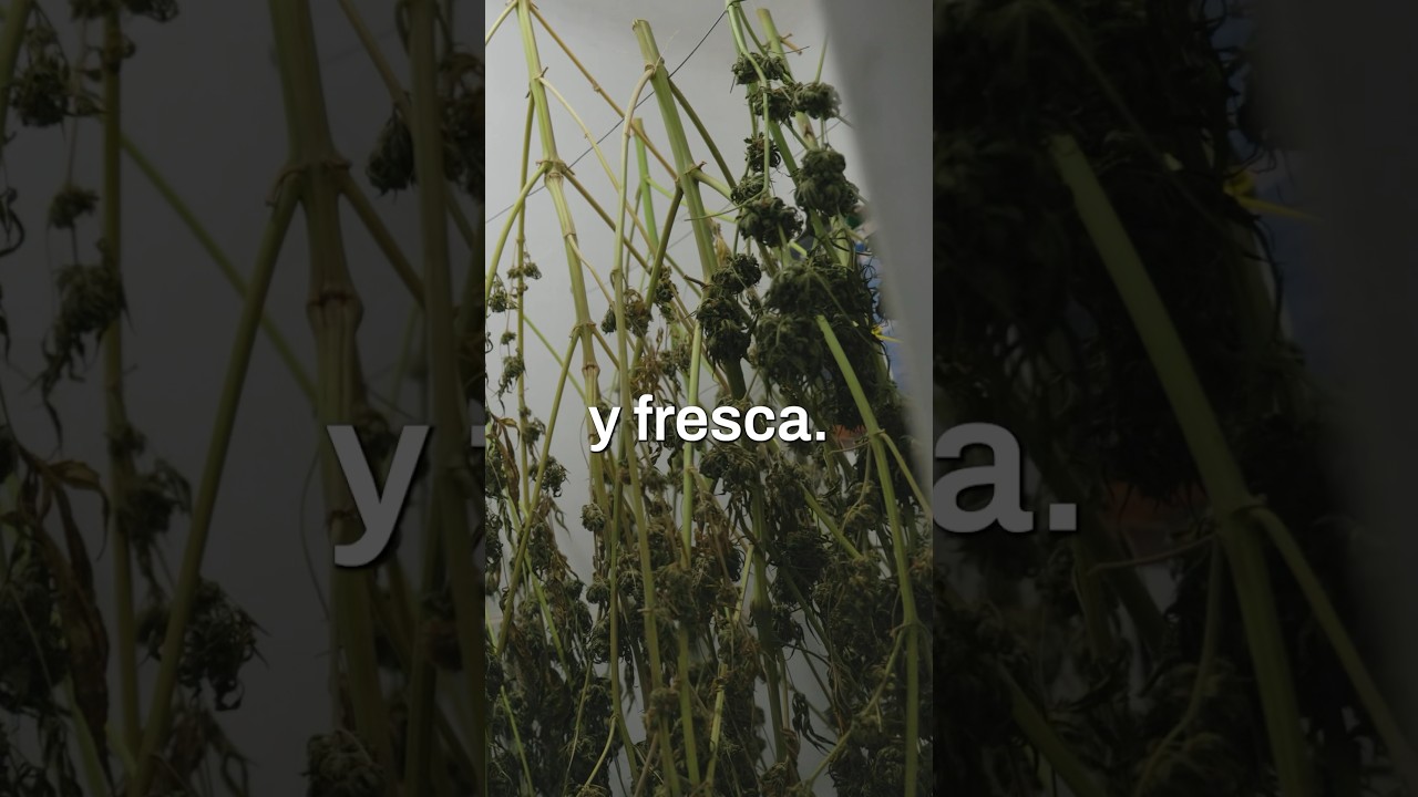 como quitar la humedad de los cogollos