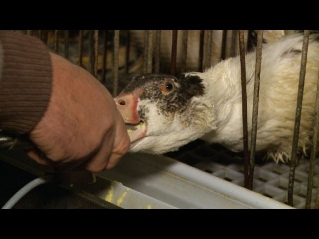 como se hace el foie de pato