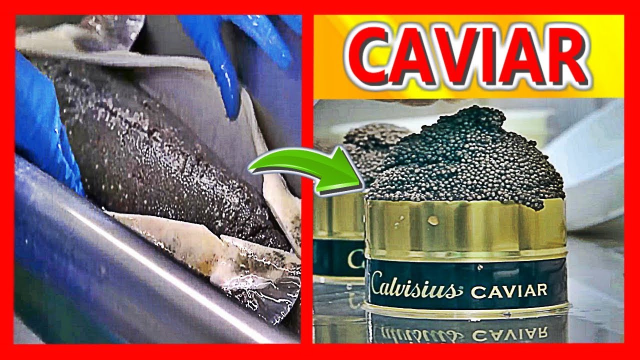 cual es el mejor caviar del mundo