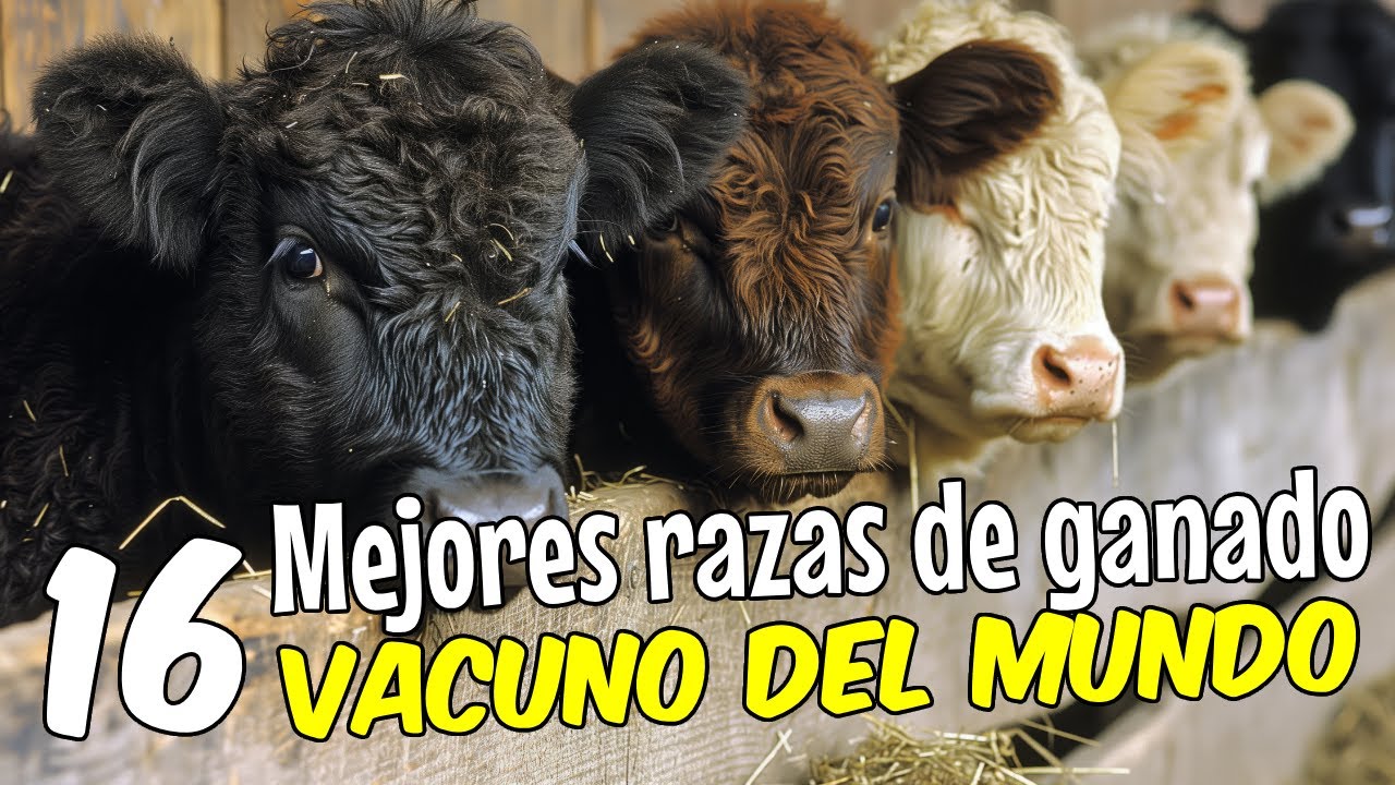 cual es la mejor carne de vaca del mundo