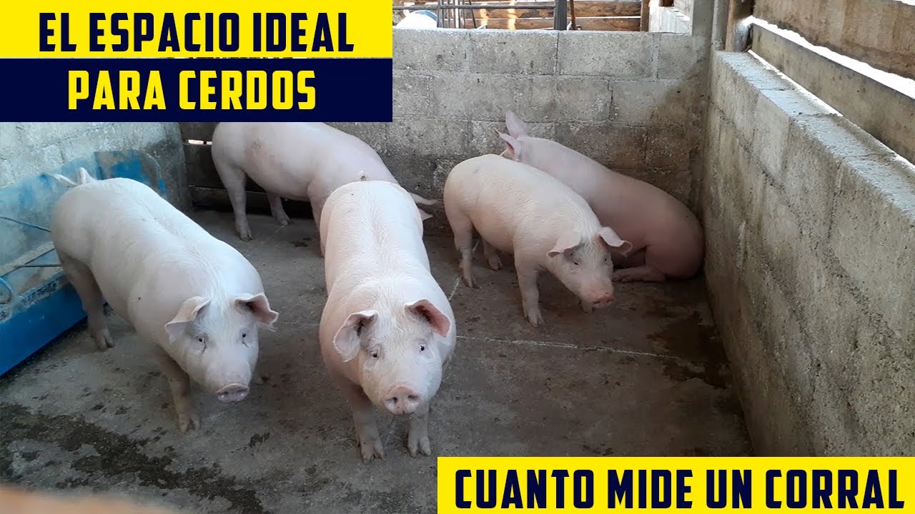 cuanto mide un cerdo de largo
