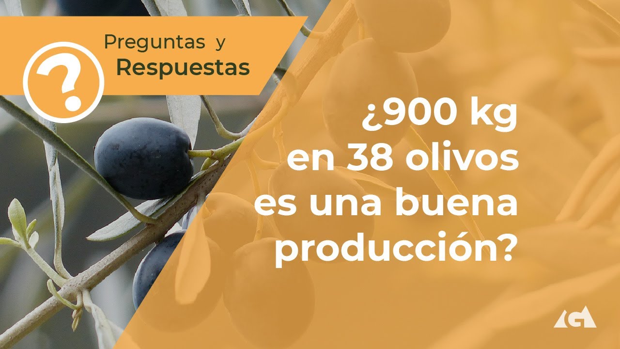 cuantos kilos de aceituna produce una hectarea