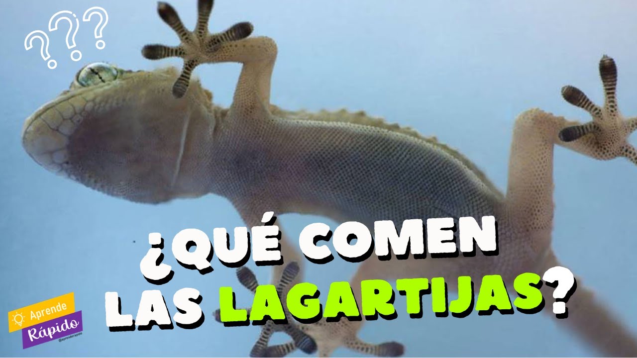 de q se alimentan las lagartijas