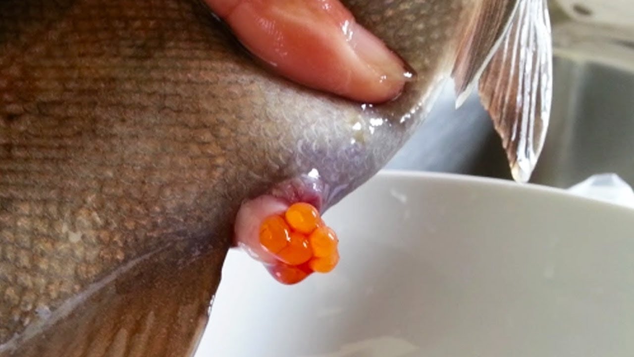 de que pez es el caviar