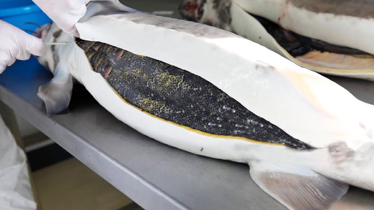 de que pez sale el caviar