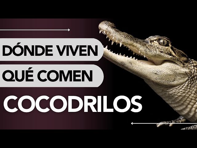 de que se alimenta el cocodrilo