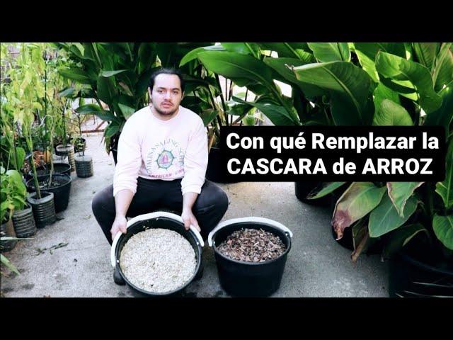 donde comprar cascarilla de arroz en españa