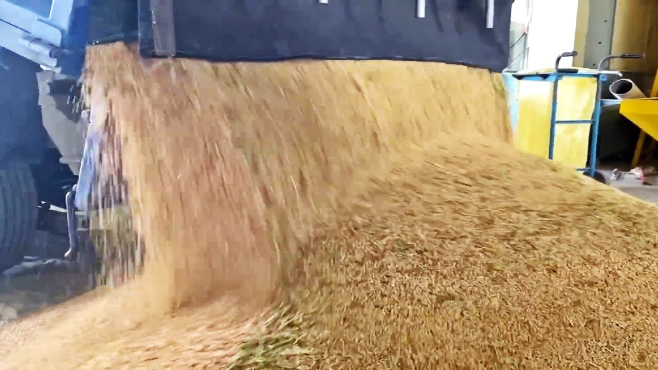 donde se cultiva el arroz sos