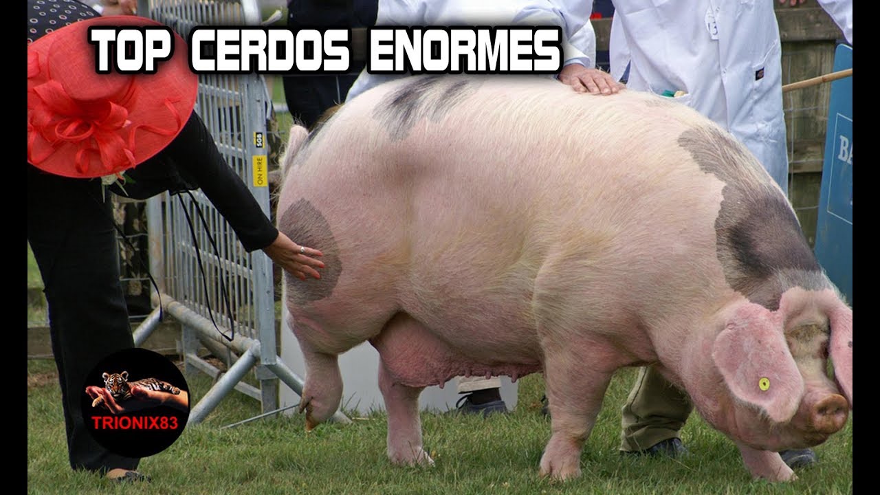 el cerdo mas grande del mundo