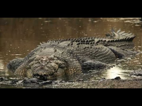 el cocodrilo más grande del mundo en áfrica