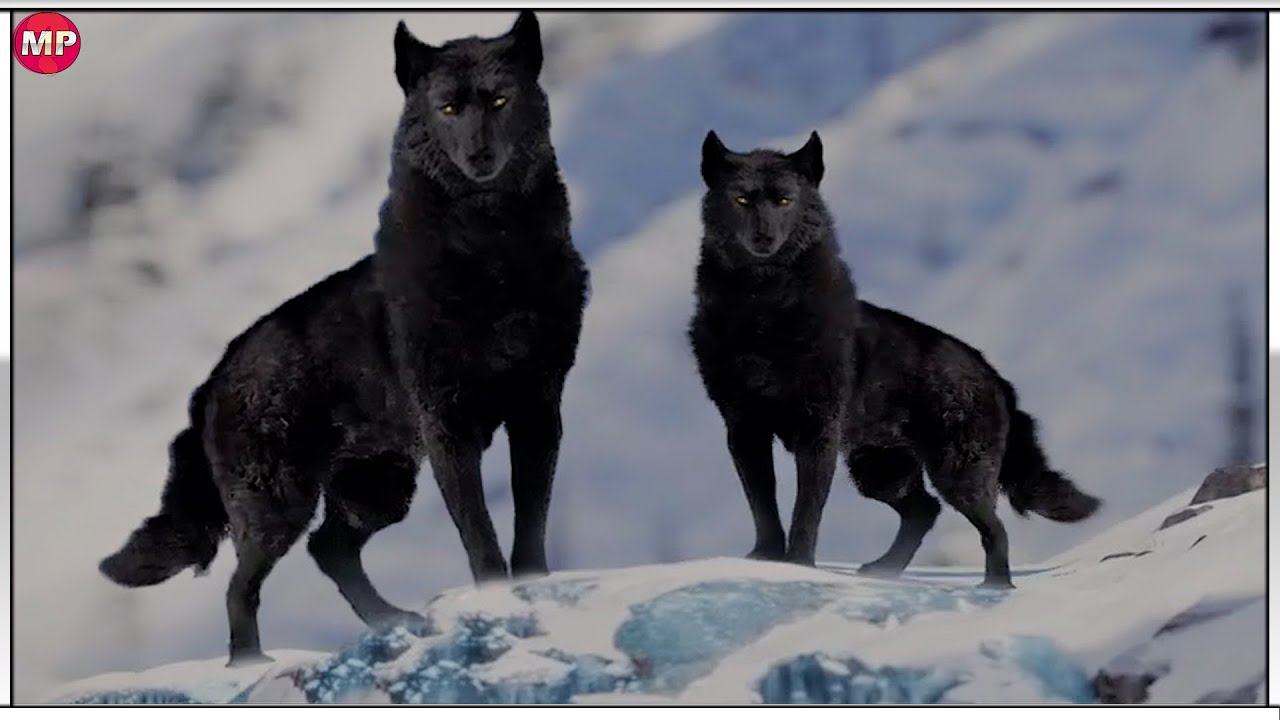 el lobo mas hermoso del mundo