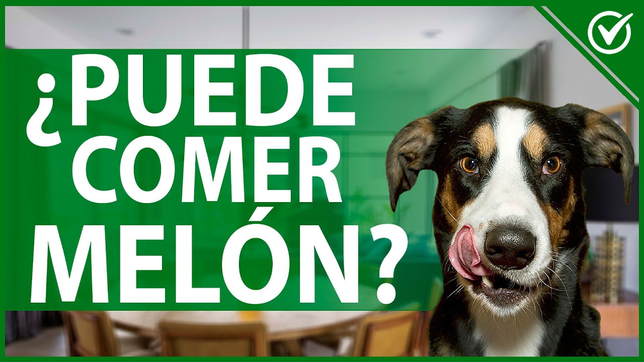 el melón es bueno para los perros