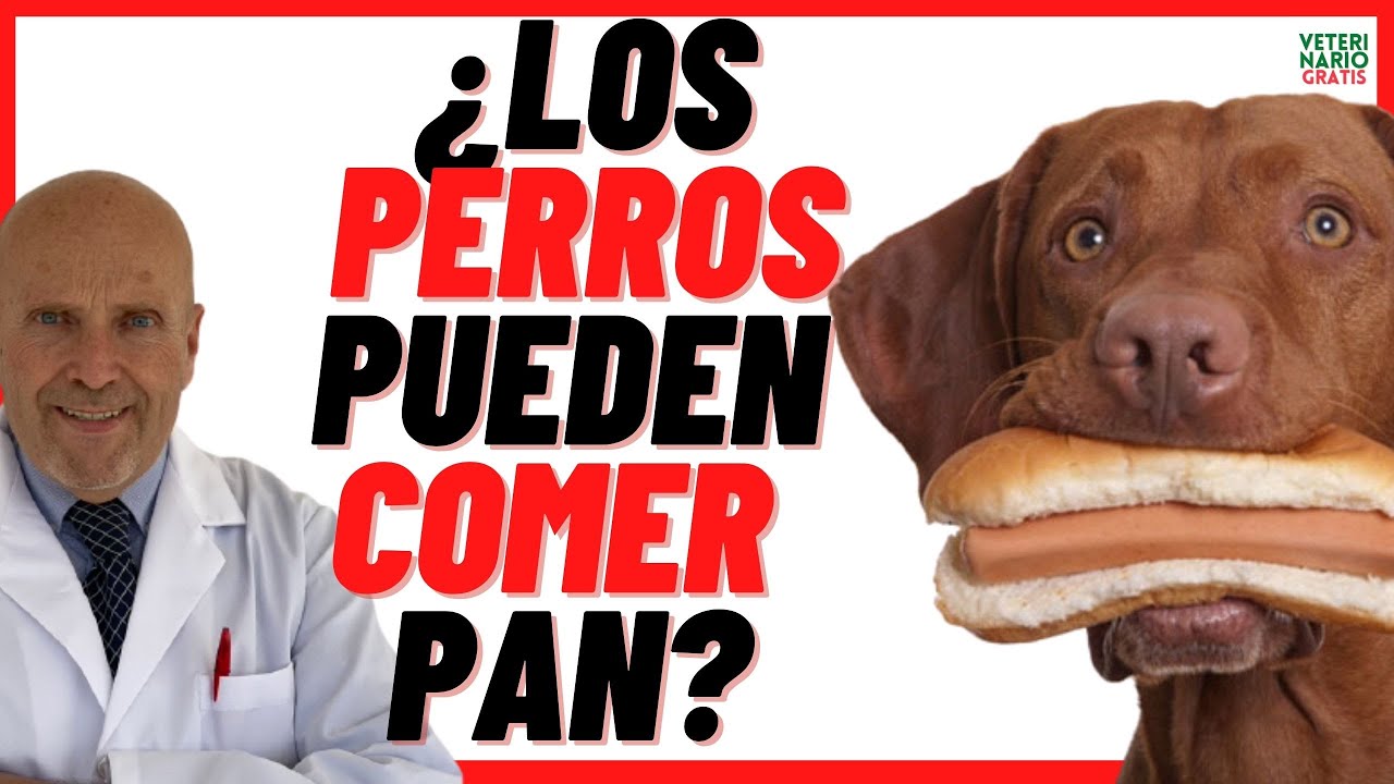 el pan es malo para los perros