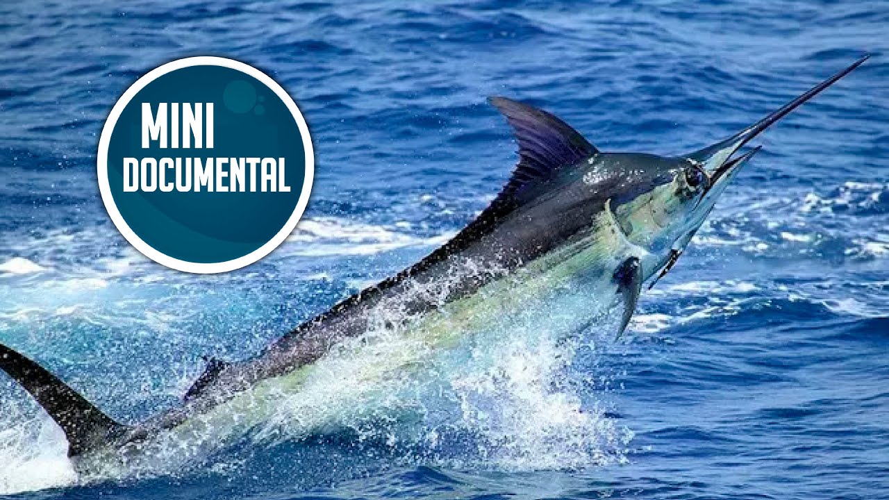 el pez espada es pescado azul