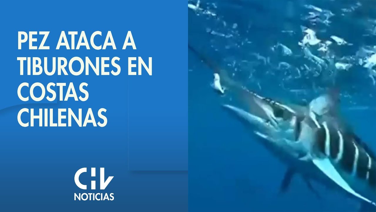 el pez espada es pescado blanco