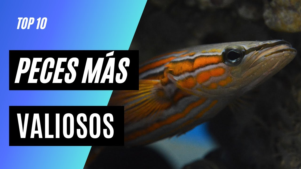 el pez más caro del mundo