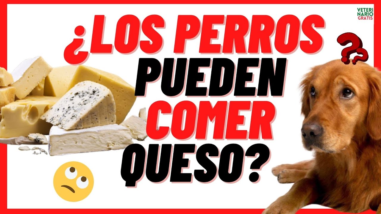 el queso es malo para los perros