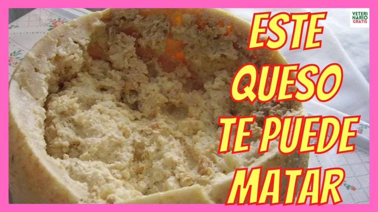 el queso mas peligroso del mundo