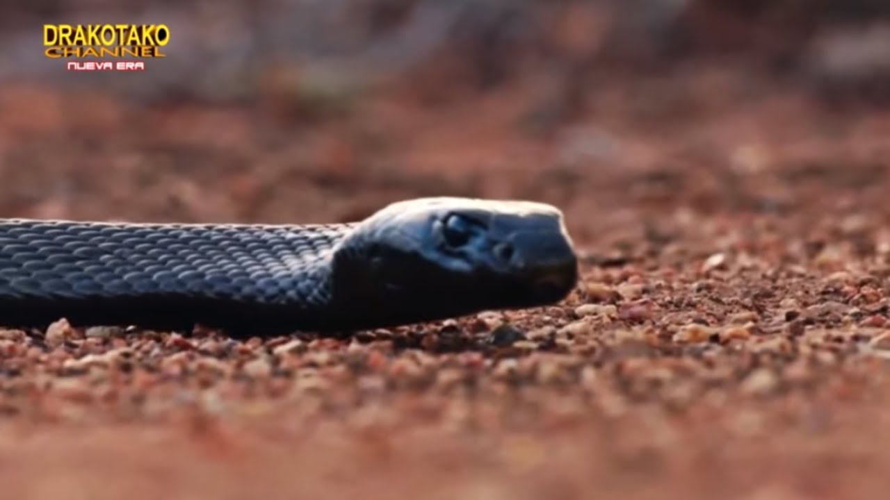 el reptil mas peligroso del mundo