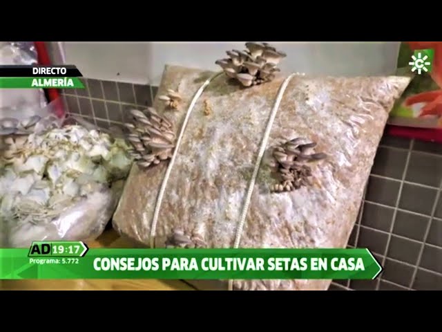en una casa donde se guardan los comestibles