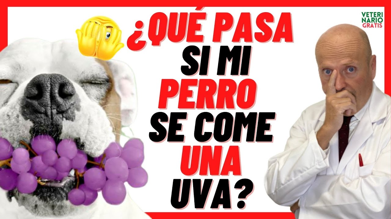 es malo darle uvas a los perros