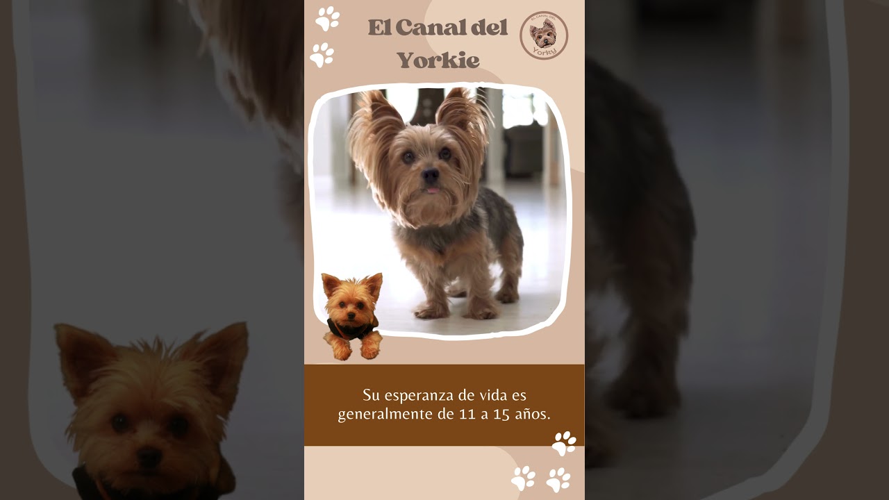 esperanza de vida de un yorkshire
