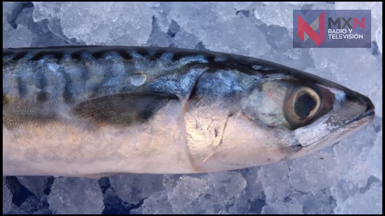 la caballa es un pescado azul