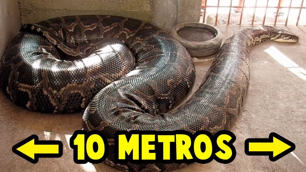 la serpiente más larga del mundo