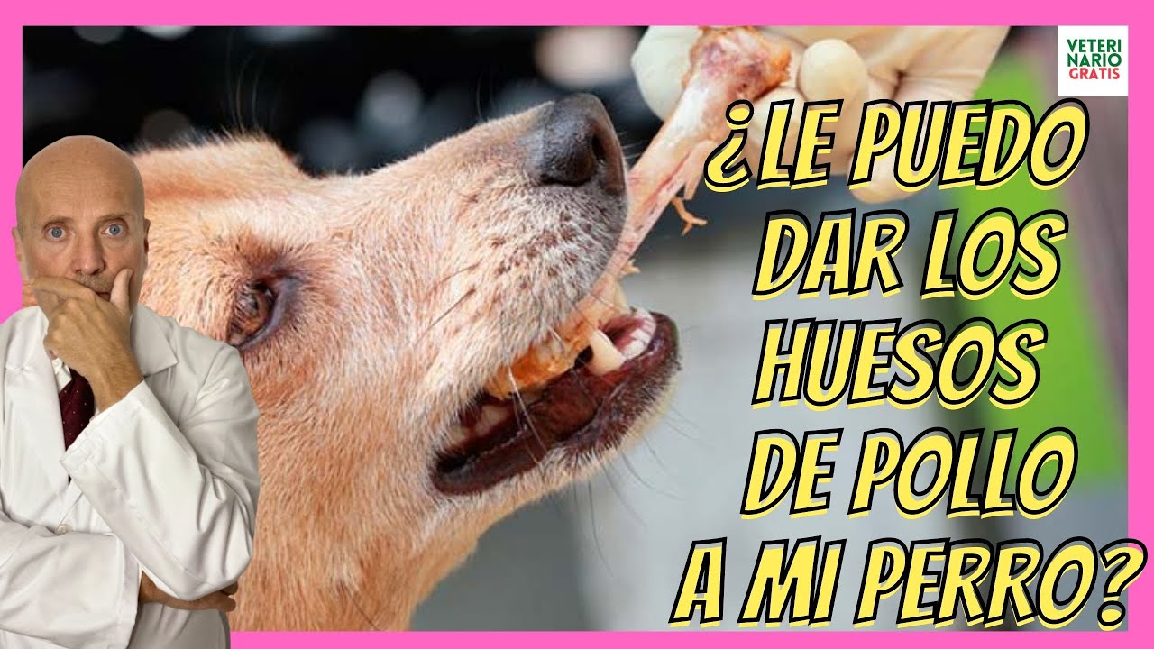 los perros pueden comer huesos de pollo
