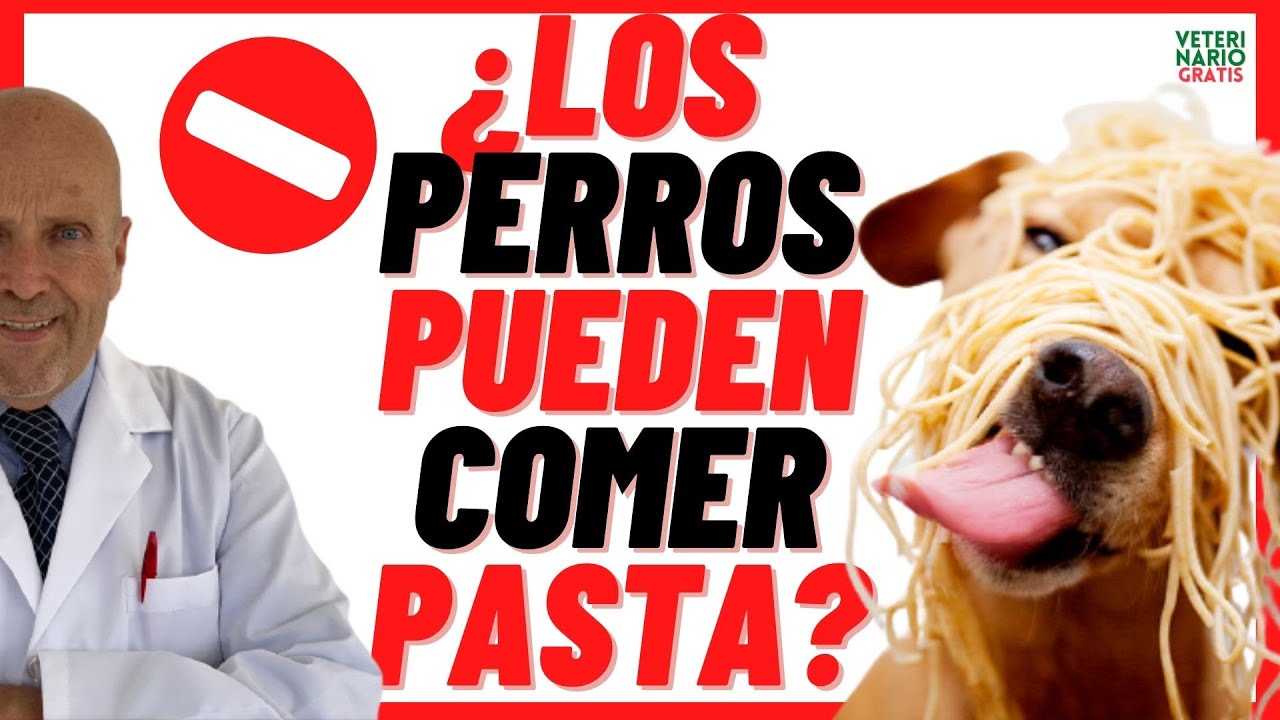 los perros pueden comer pasta con tomate