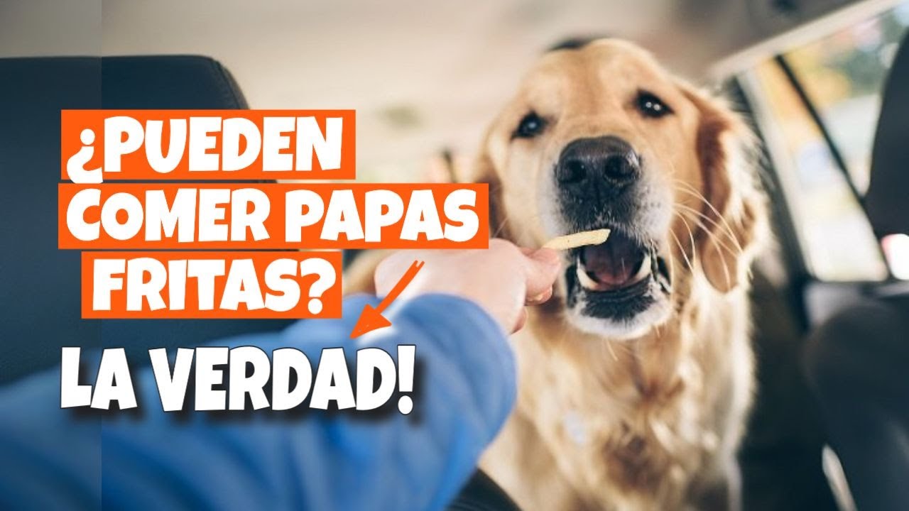 los perros pueden comer patatas fritas