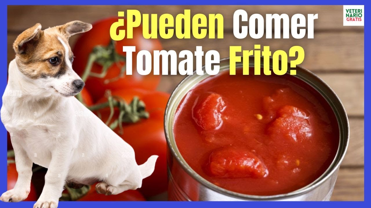 los perros pueden comer tomate frito