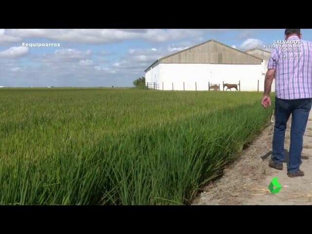 mayor productor de arroz en españa