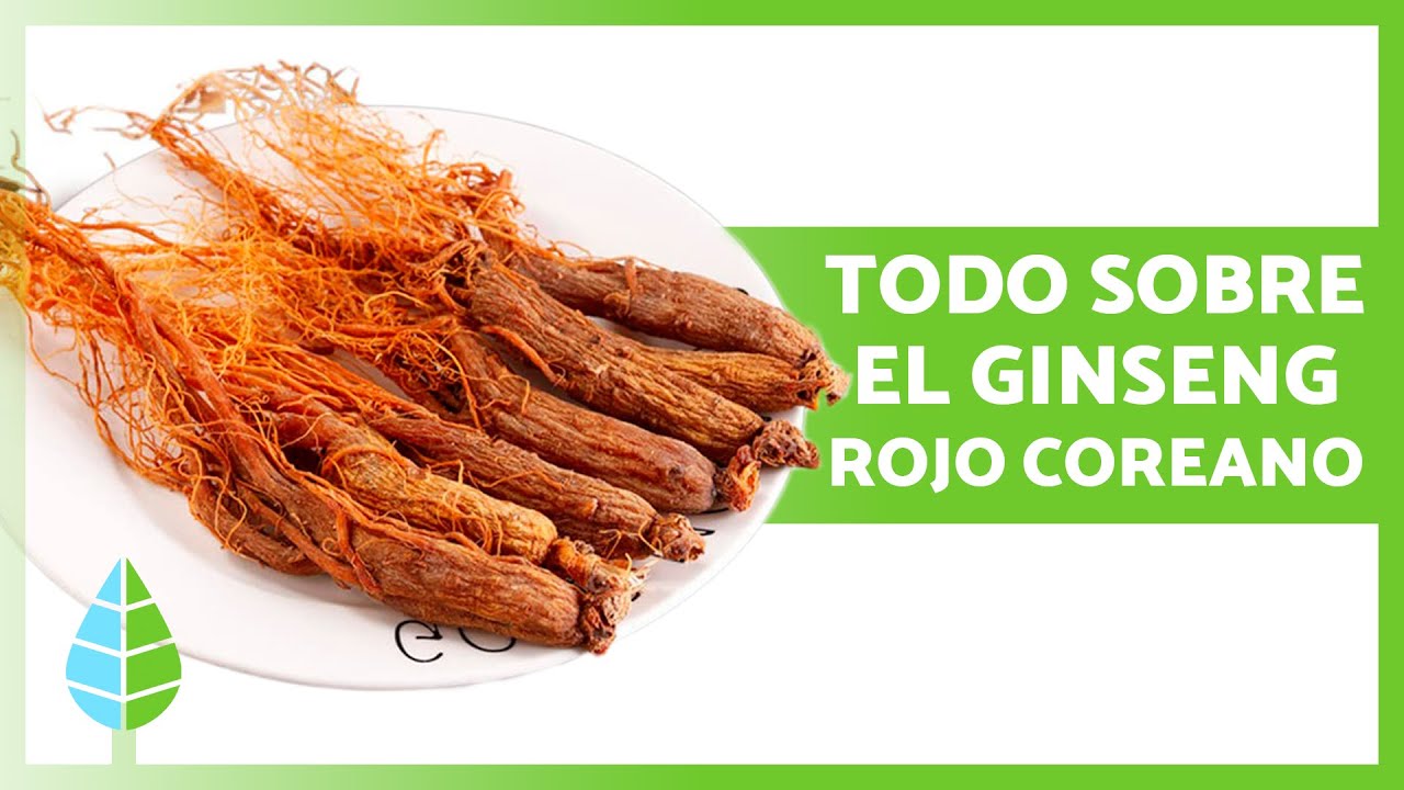 para qué sirve el ginseng rojo