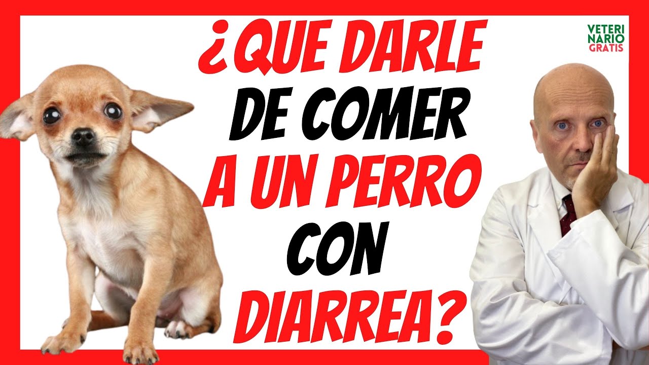 perro con diarrea que puede comer