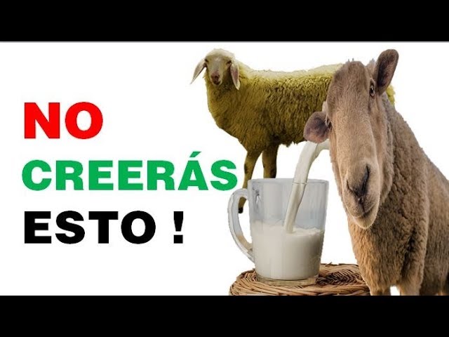 propiedades de la leche de oveja