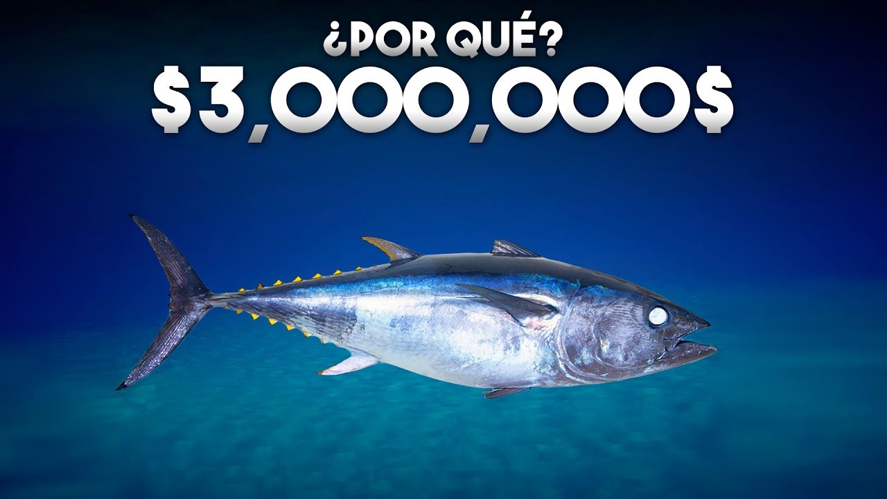 que es mas caro el atun o el bonito